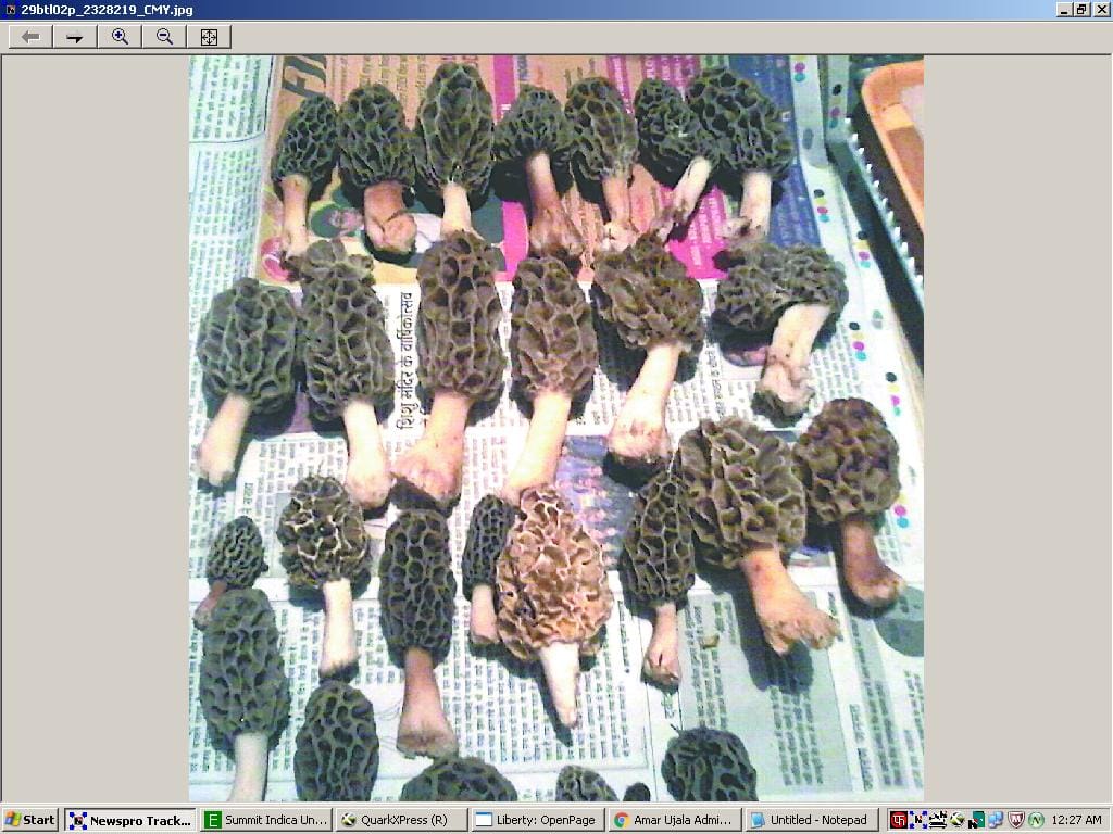 Making Moral mushroom source of income for youth
