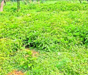 Medical college will build in city