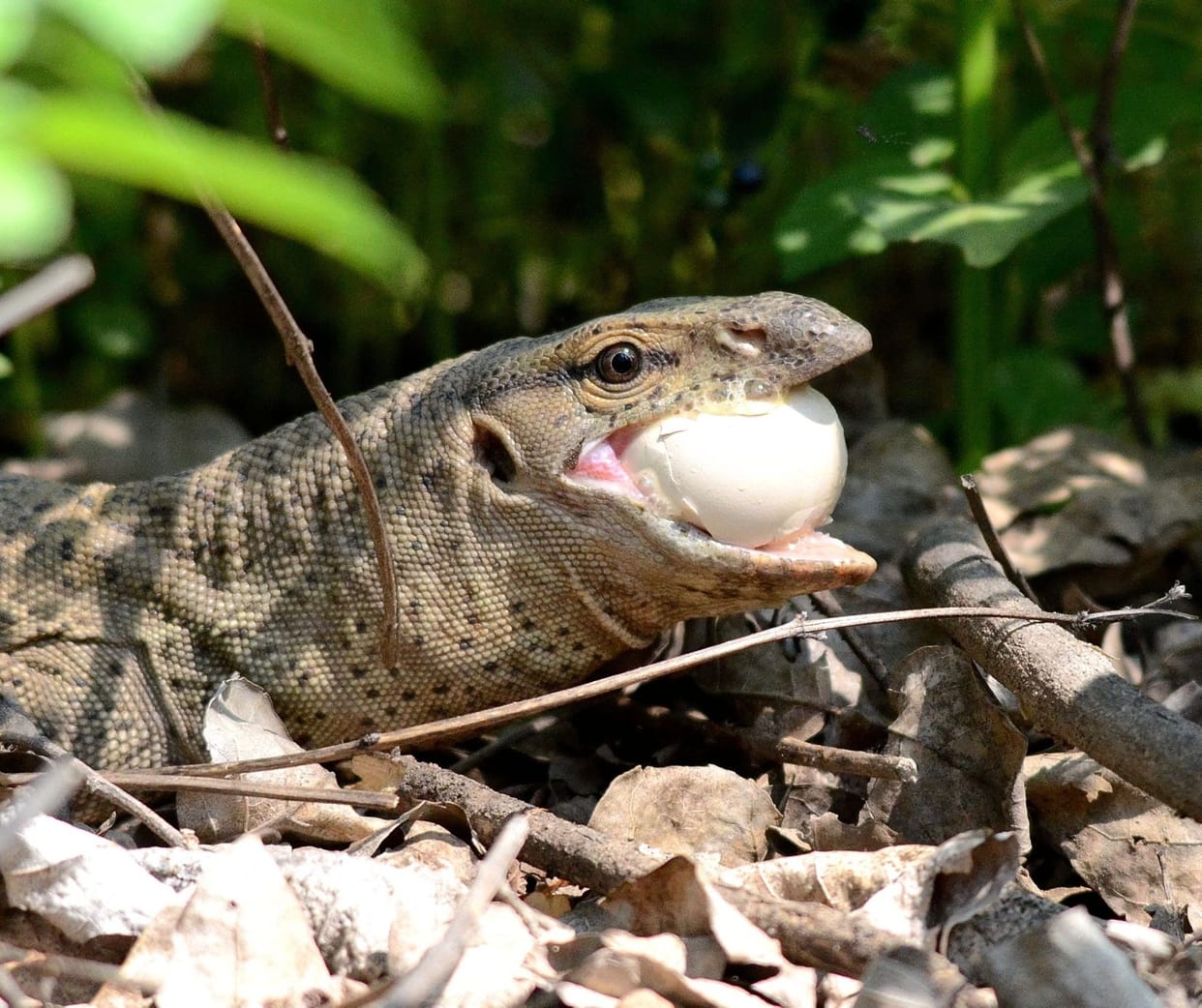 rare photos monitor lizard eating bird's egg.