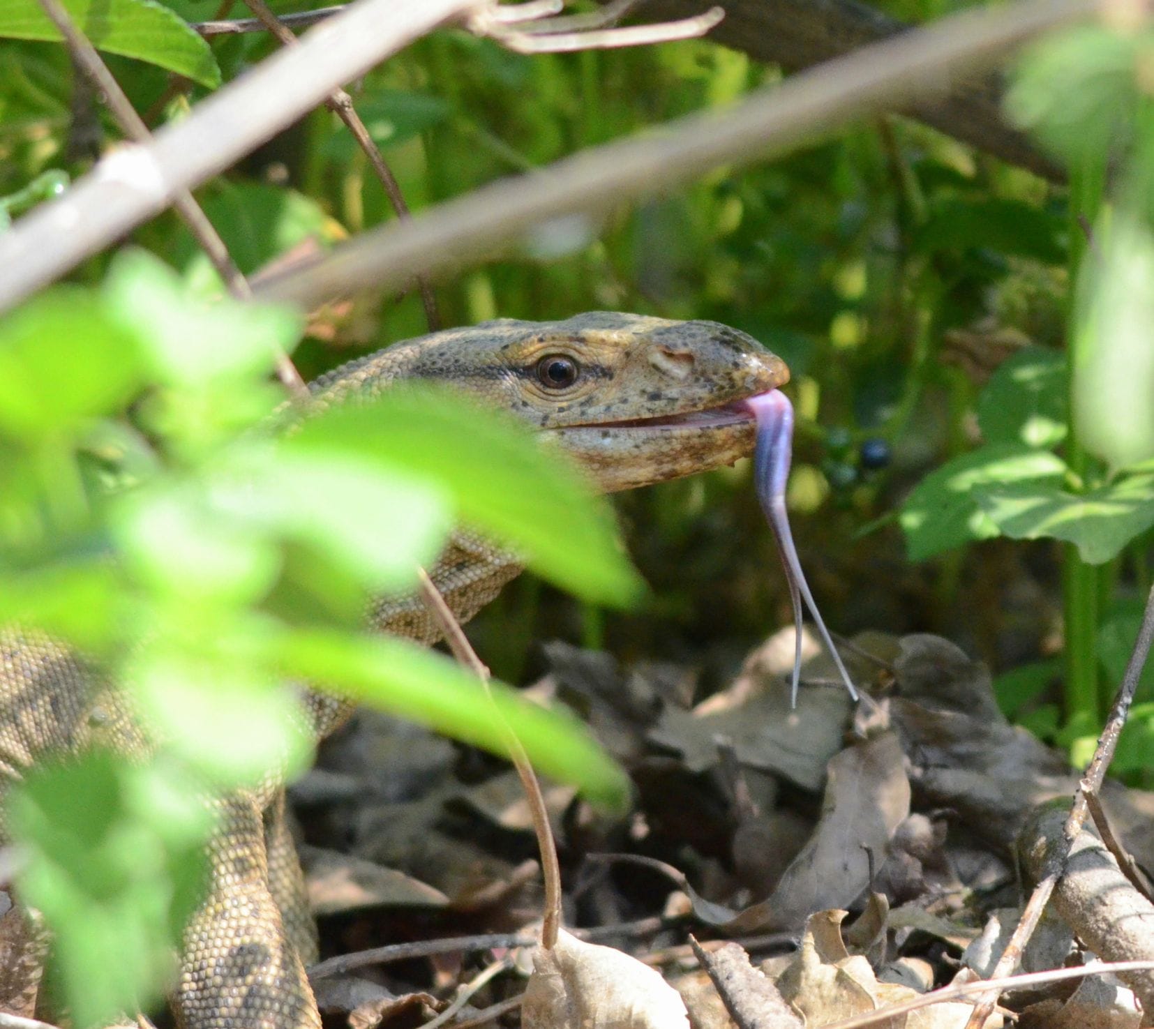 rare photos monitor lizard eating bird's egg.