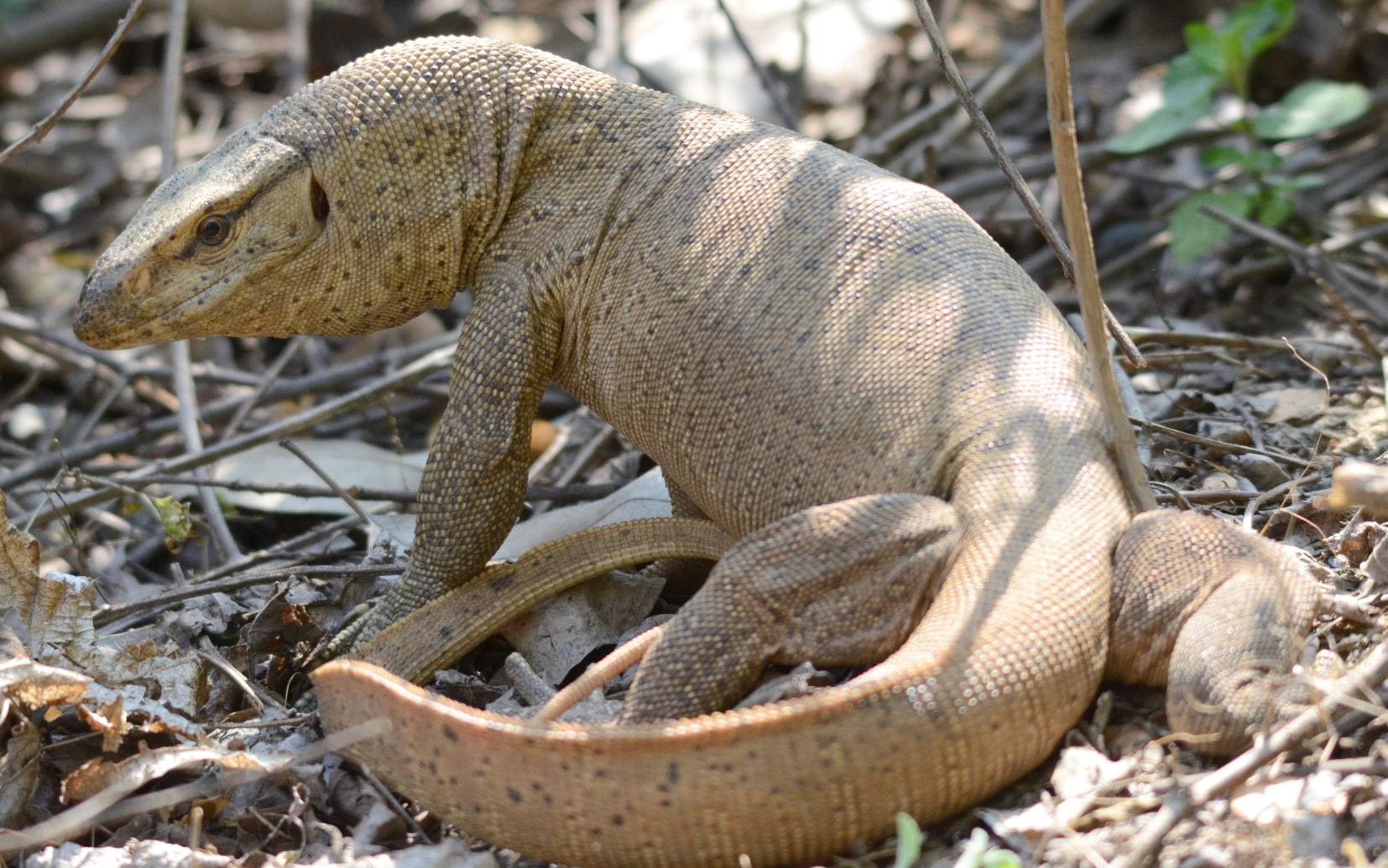 rare photos monitor lizard eating bird's egg.