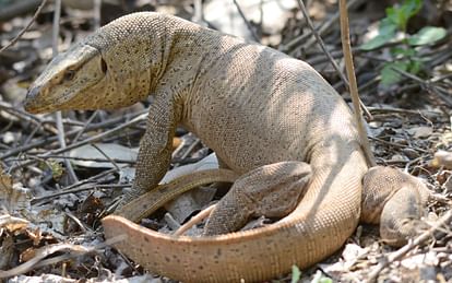 देहरादून:वन विभाग की रेस्क्यू टीम ने पकड़ी दुर्लभ प्रजाति की मॉनिटर लिजर्ड  - Dehradun: Forest Department Rescue Team Caught Monitor Lizard Of Rare  Species - Dehradun News