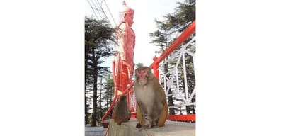 center govt approval to kill monkey in 38 tehsils in himachal.