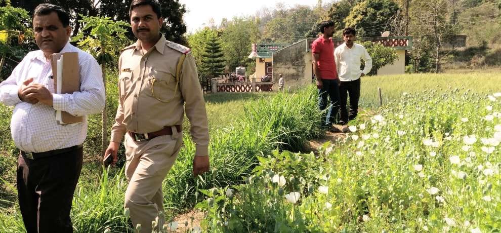 opium cultivation in sirmour himachal pradesh