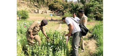 opium cultivation in sirmour himachal pradesh