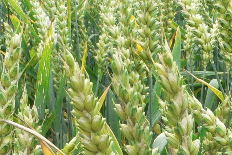 Farmers must bring ID proof