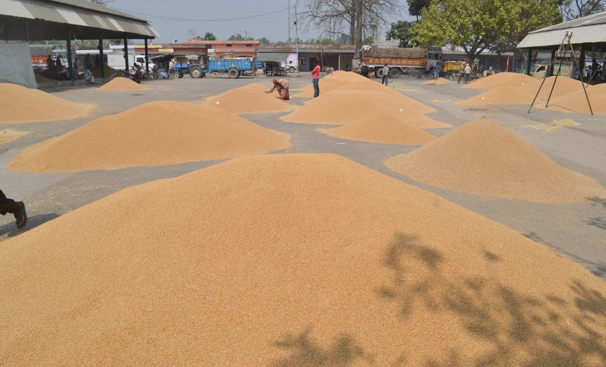 wheat session, mandi, patiala 