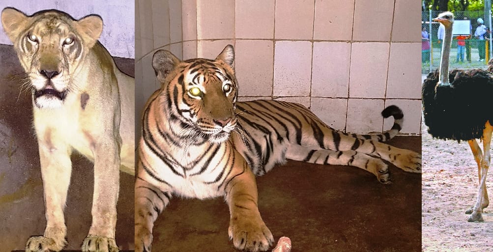 chattbir zoo, chattbir zoo zirakpur, chattbir zoo tourist, chattbir zoo animal, chandigarh