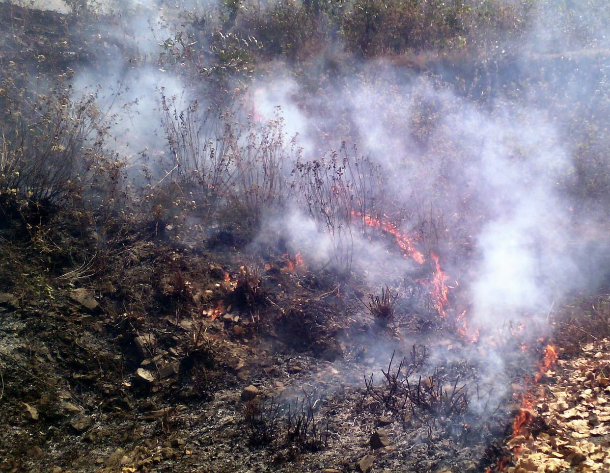 Forest fires