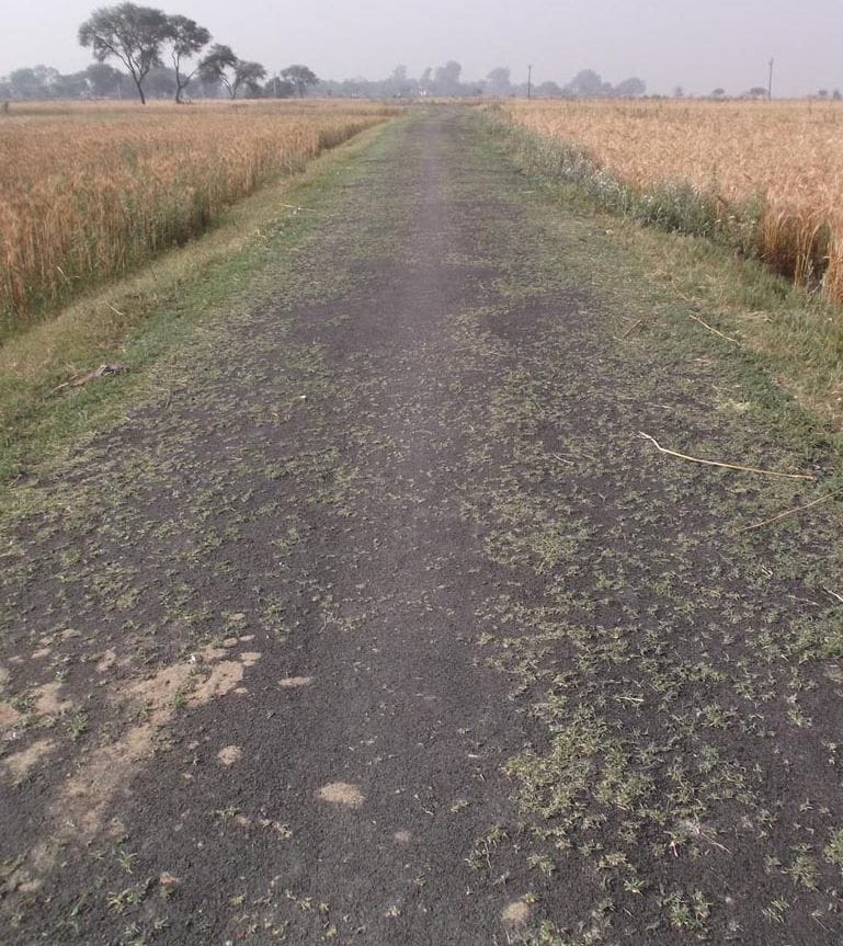 Grass grew on the road 