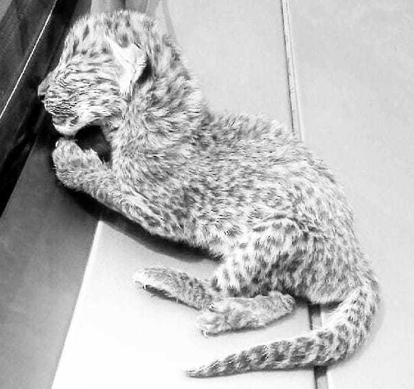Leopard cub found the body