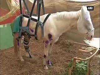 Injured police horse Shaktimaan recovering says Doctor