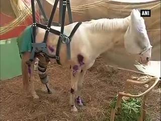 शक्तिमान