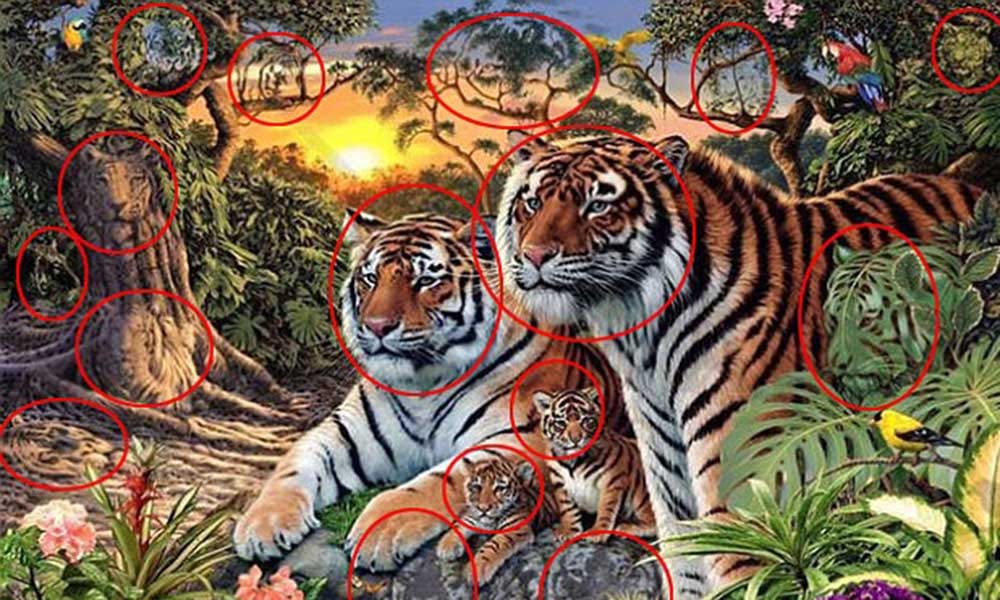 Tiger engaged in monitoring forest department team