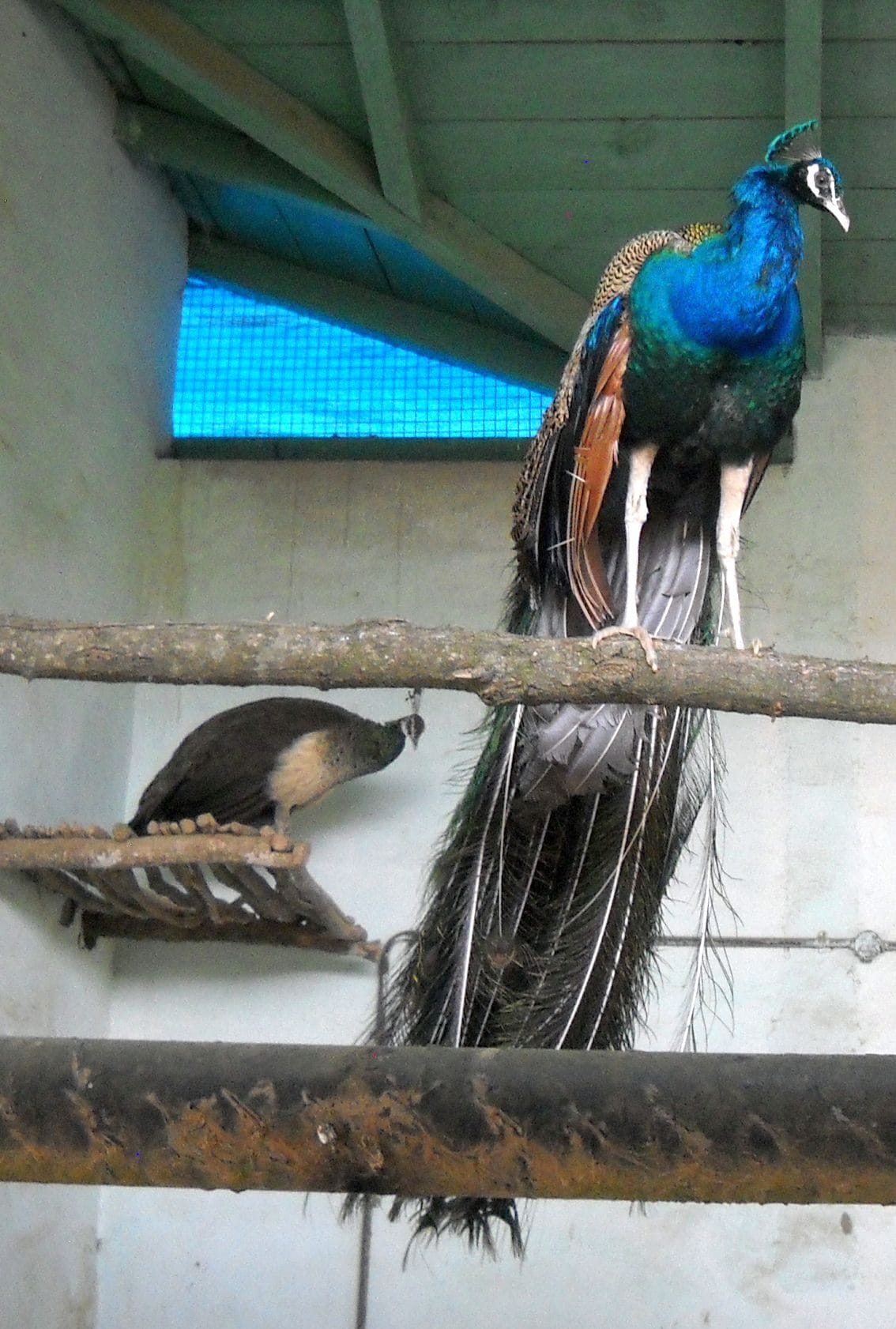 summer migrant birds came in corbett park nainital