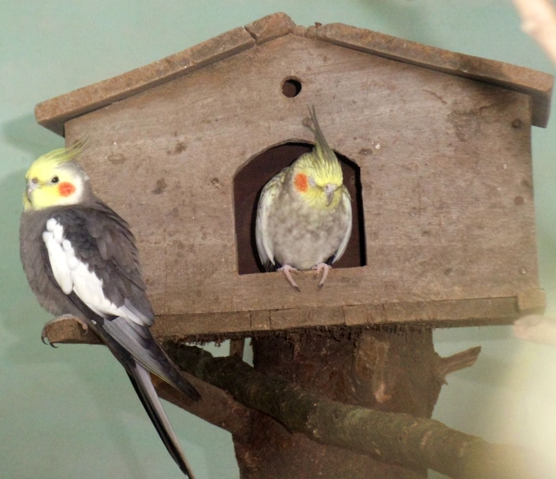 summer migrant birds came in corbett park nainital
