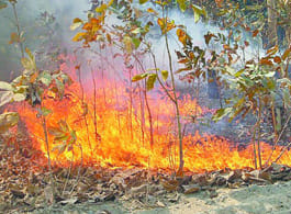 Forest fire , the disclosure