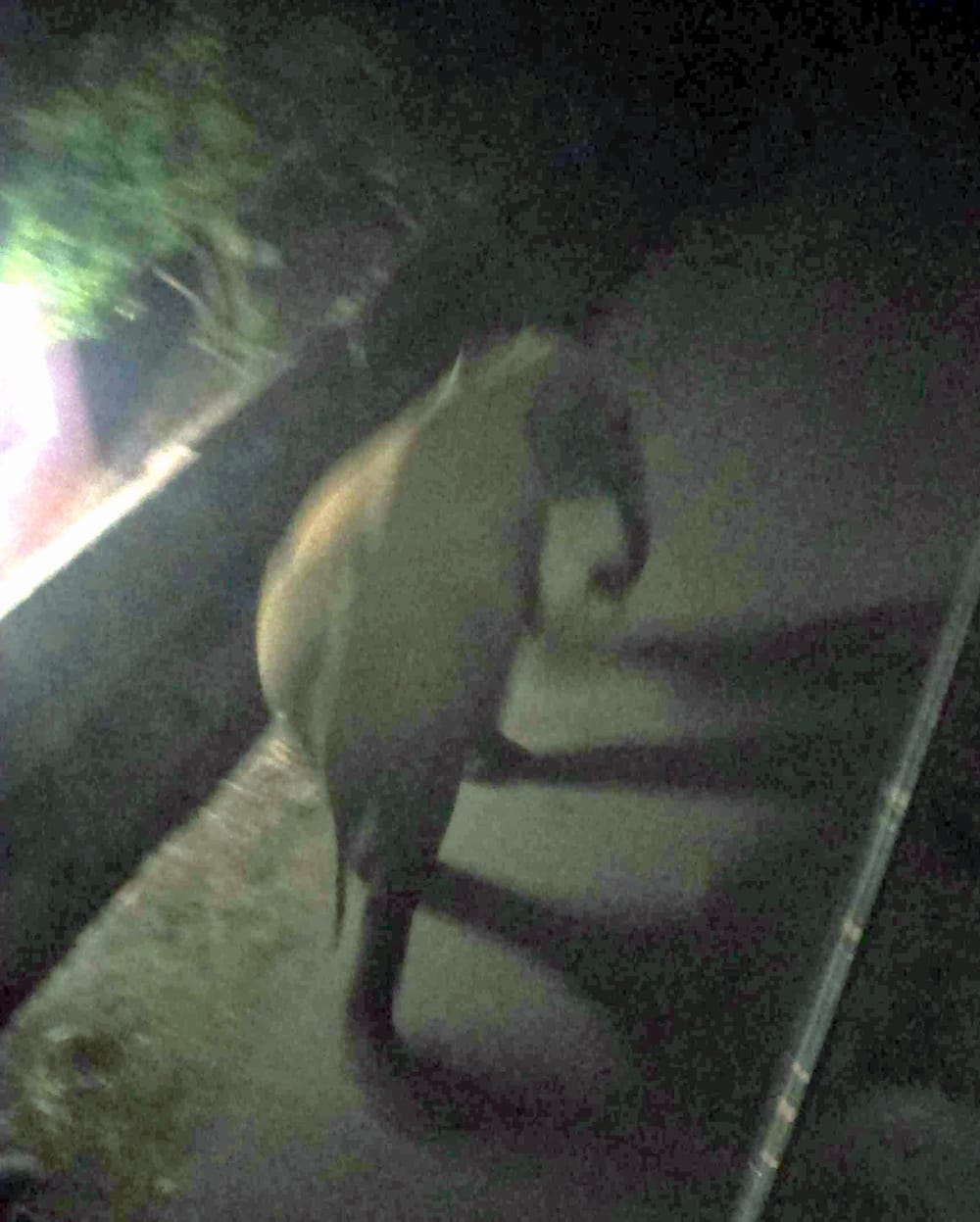 elephant killed the man in rajaji tiger reserve range.