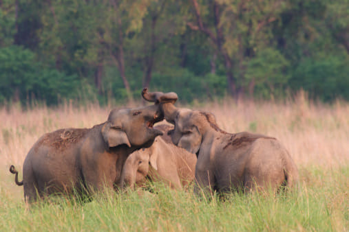 elephant kills 3 men in chhattisgarh