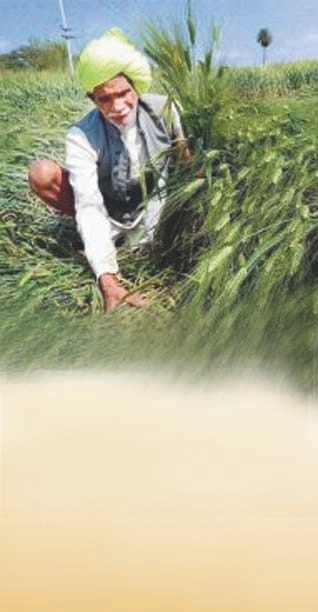 Today the district will start wheat procurement