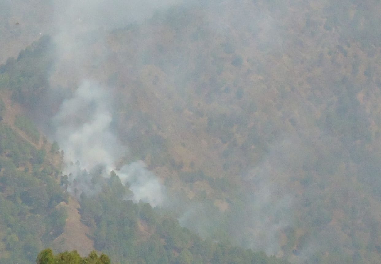 fire in deep forest