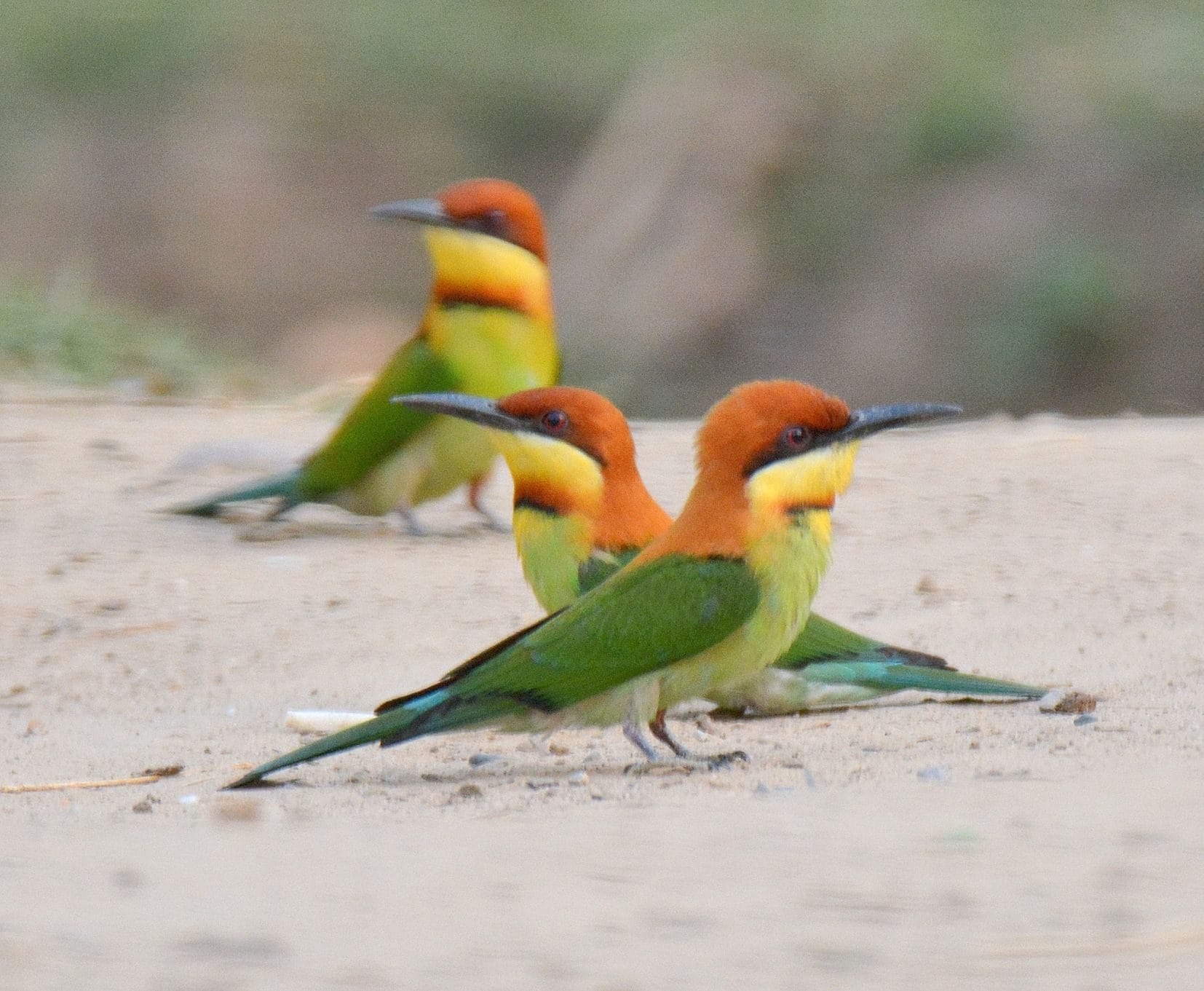 summer migrant birds came in corbett park nainital