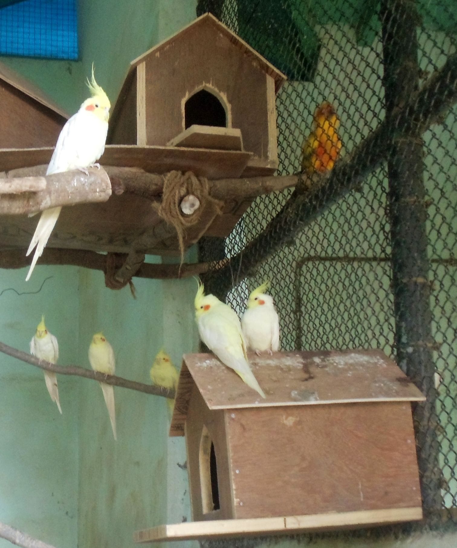 summer migrant birds came in corbett park nainital