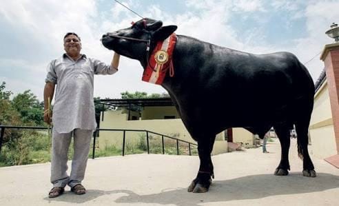  story of super buffalo Yuvraj.