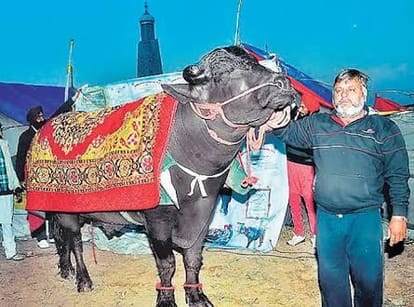  story of super buffalo Yuvraj.