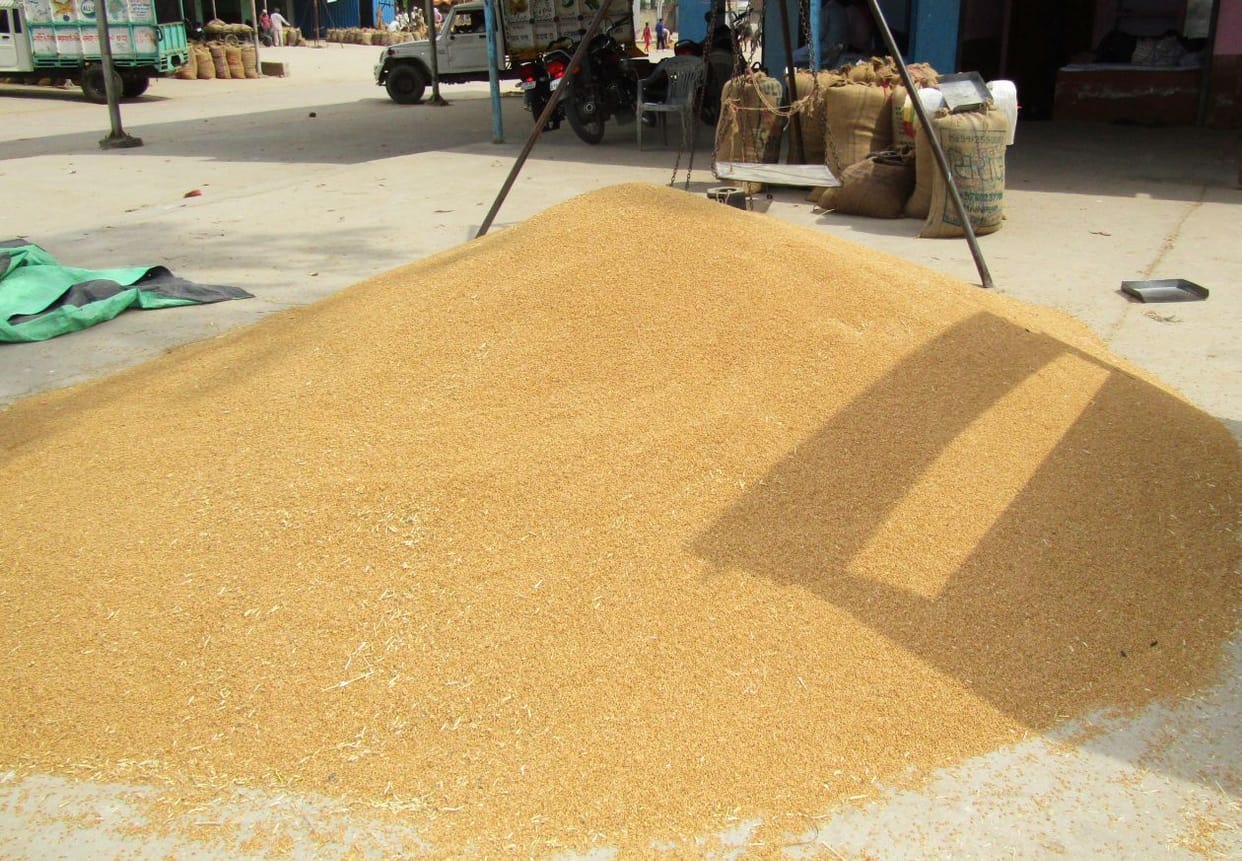 Agriculture: 11 centers set up for wheat procurement in Himachal, farmers will get Rs 2015 per quintal
