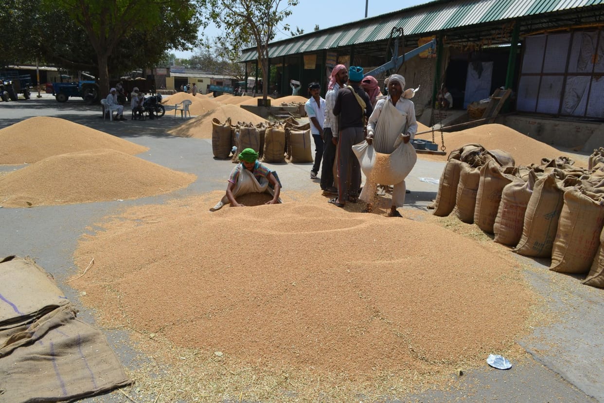 wheat purchase in mathura