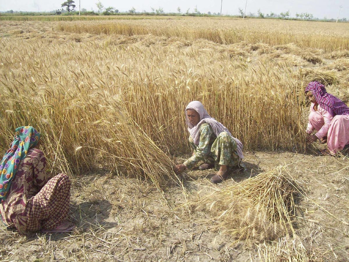 government will Not buy four million acres of wheat