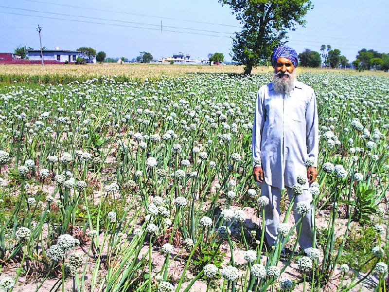 onion  Fatehgarh Sahib, Maharashtra, preparing to compete, Fatehgarh Sahib