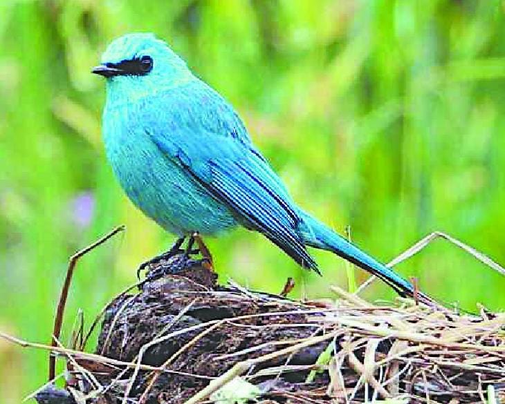 Flycatcher viewed by children and Woodpecker
