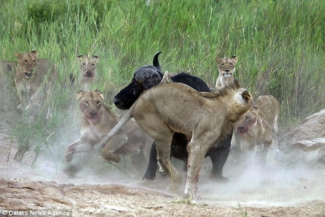 buffalo gores lion