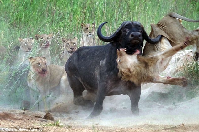 buffalo gores lion