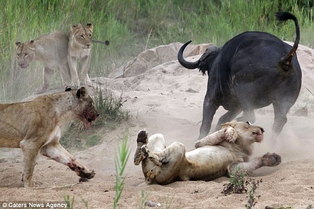 buffalo gores lion