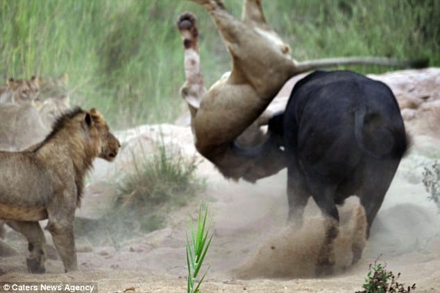 buffalo gores lion