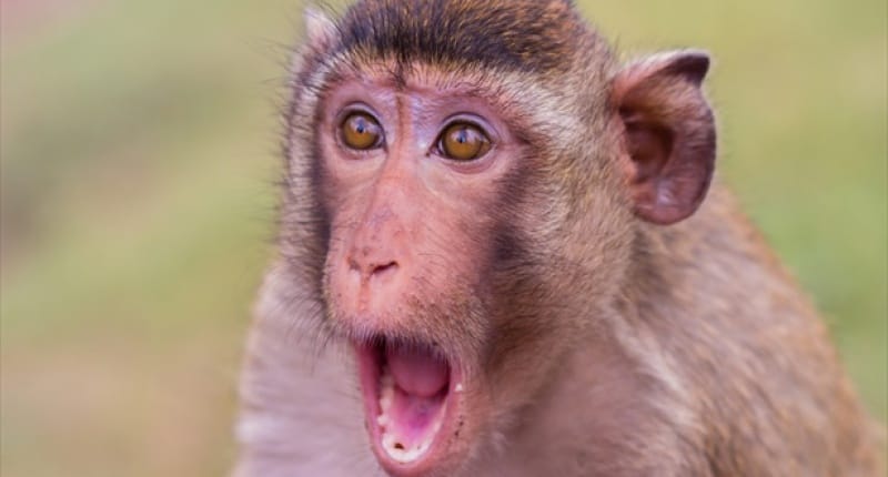 By threat of monkey baby fell into the canal