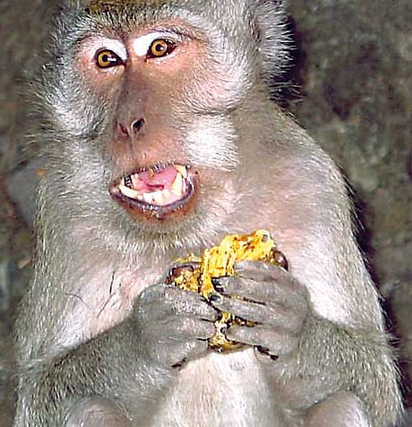 Pithoragarh a child afraid of monkeys