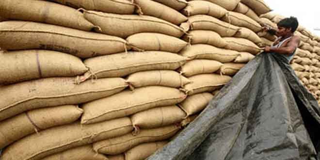sacks crisis for wheat procurement in the state 
