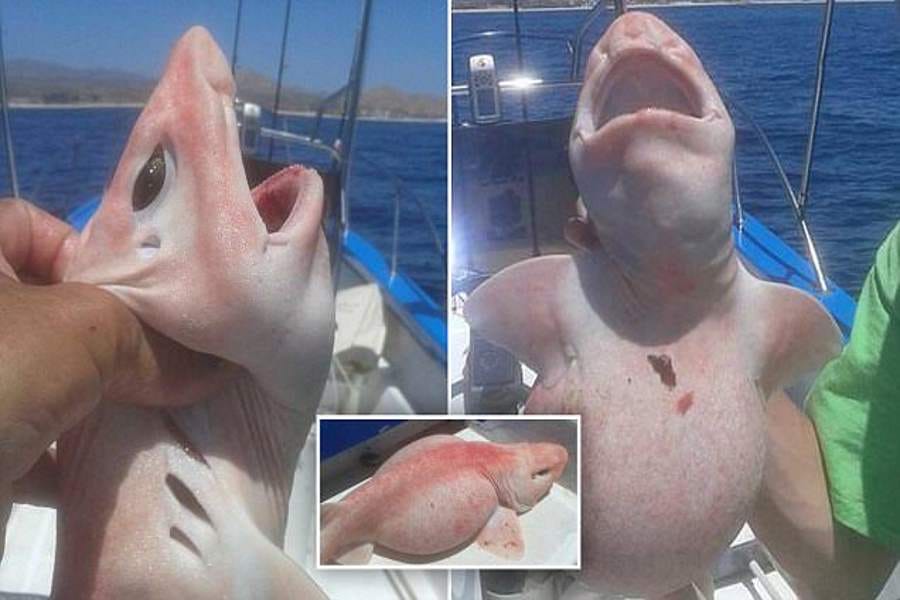 weird albino shark caught off the Mexican coast 