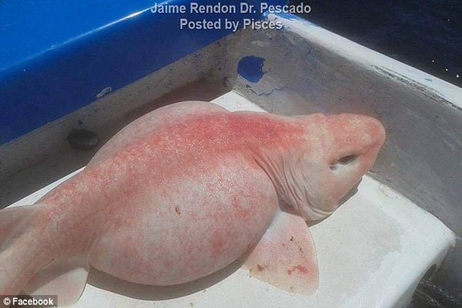 weird albino shark caught off the Mexican coast 
