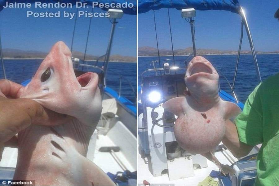weird albino shark caught off the Mexican coast 