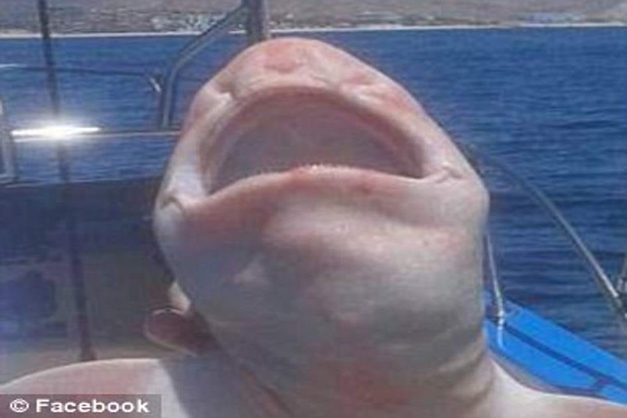 weird albino shark caught off the Mexican coast 