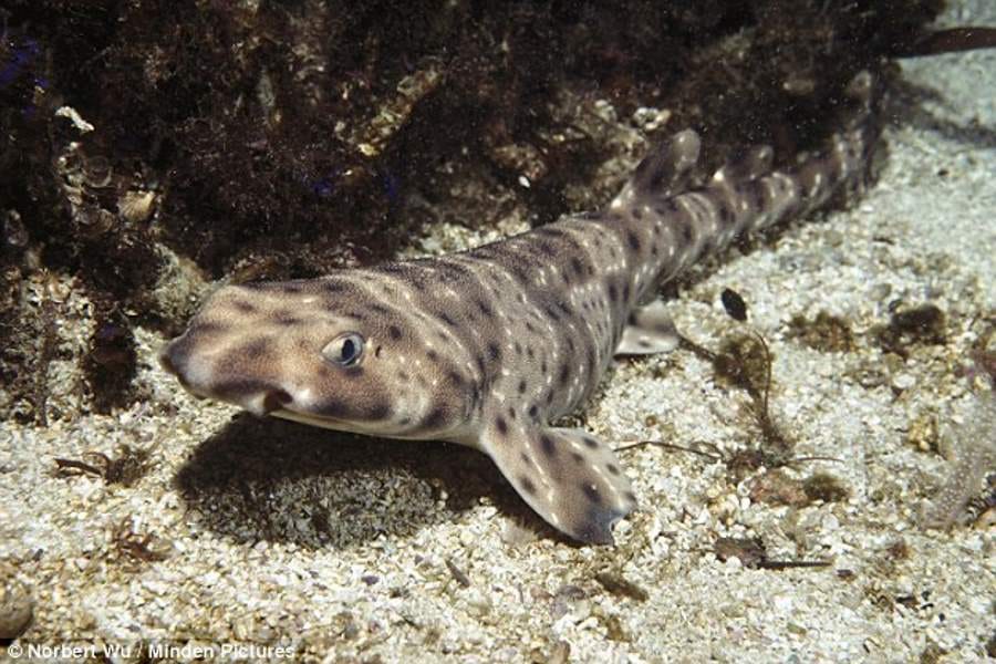 weird albino shark caught off the Mexican coast 