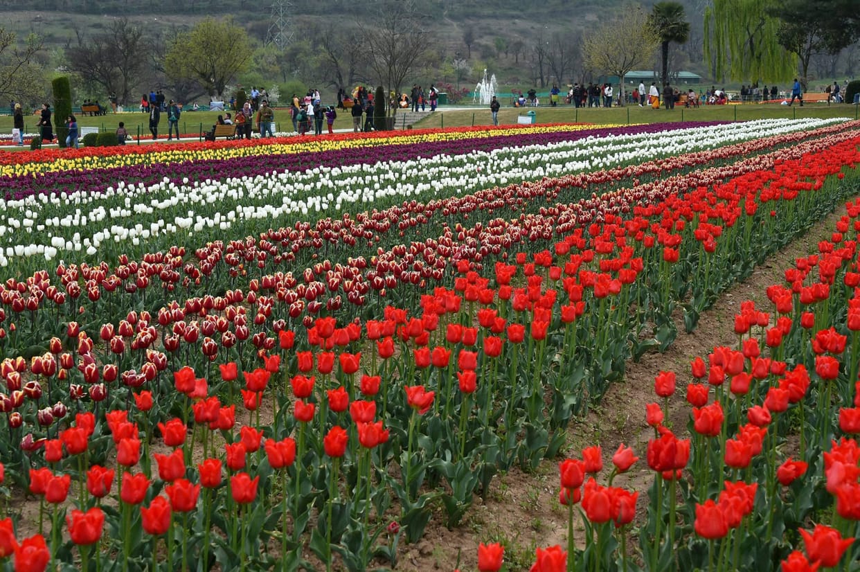 Tourists are charmed tulip flower