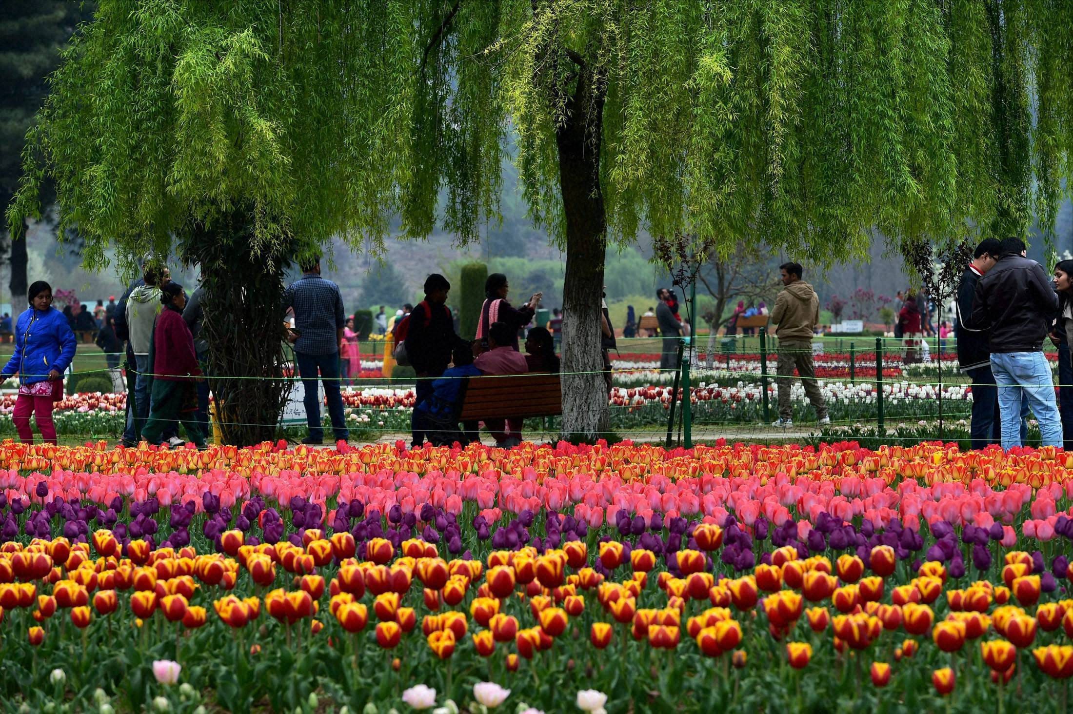 Tourists are charmed tulip flower