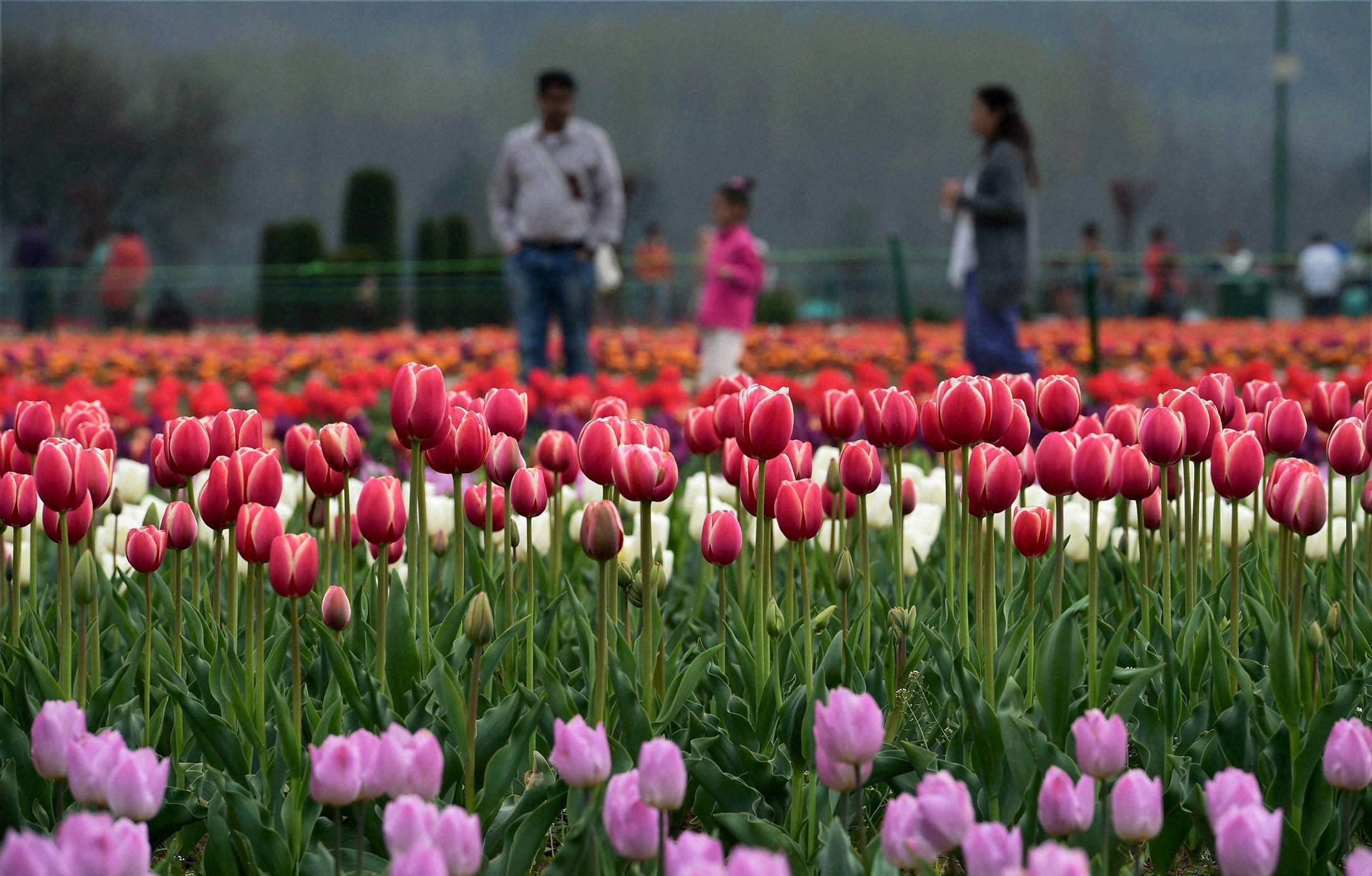 Tourists are charmed tulip flower