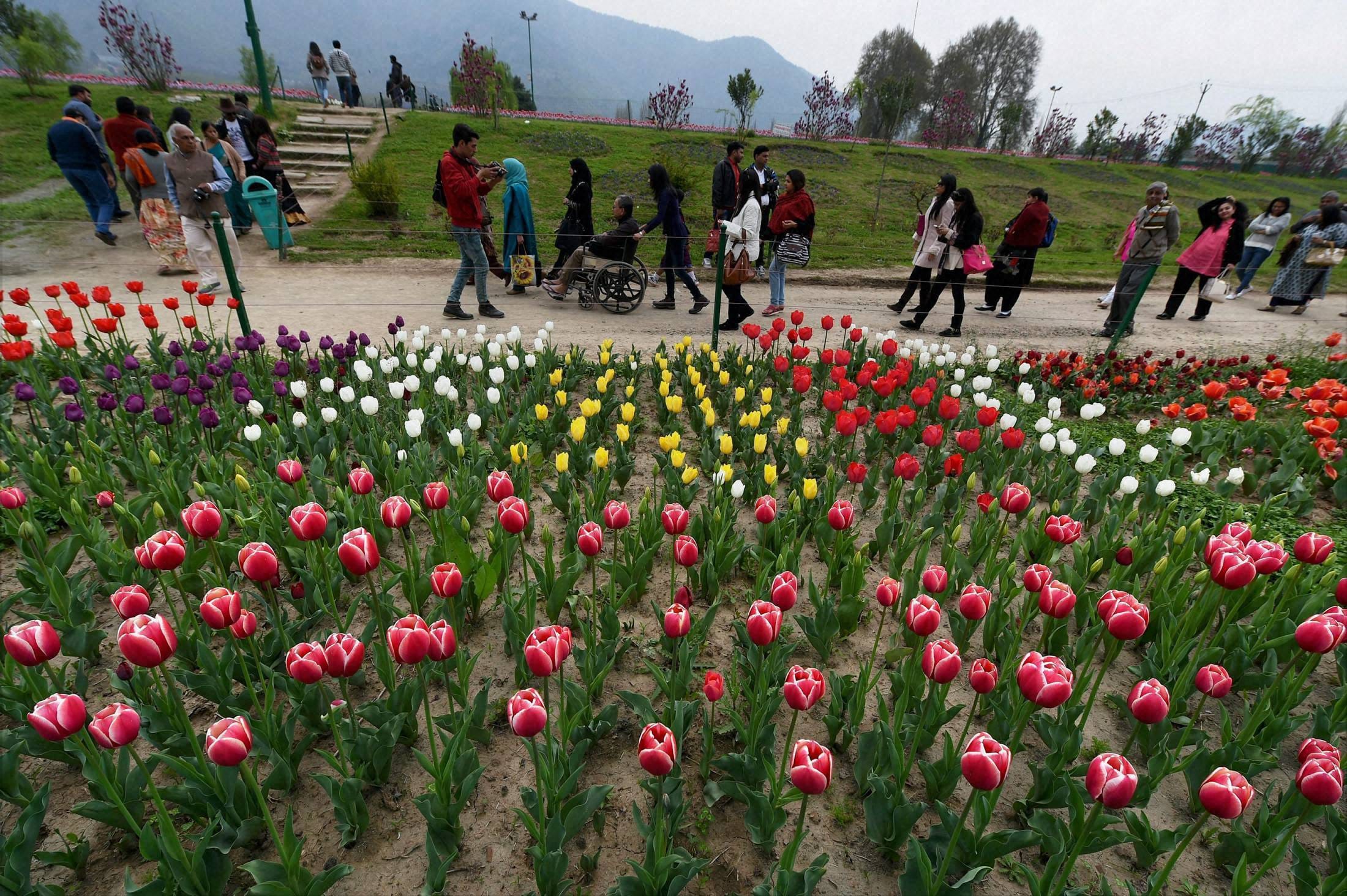Tourists are charmed tulip flower